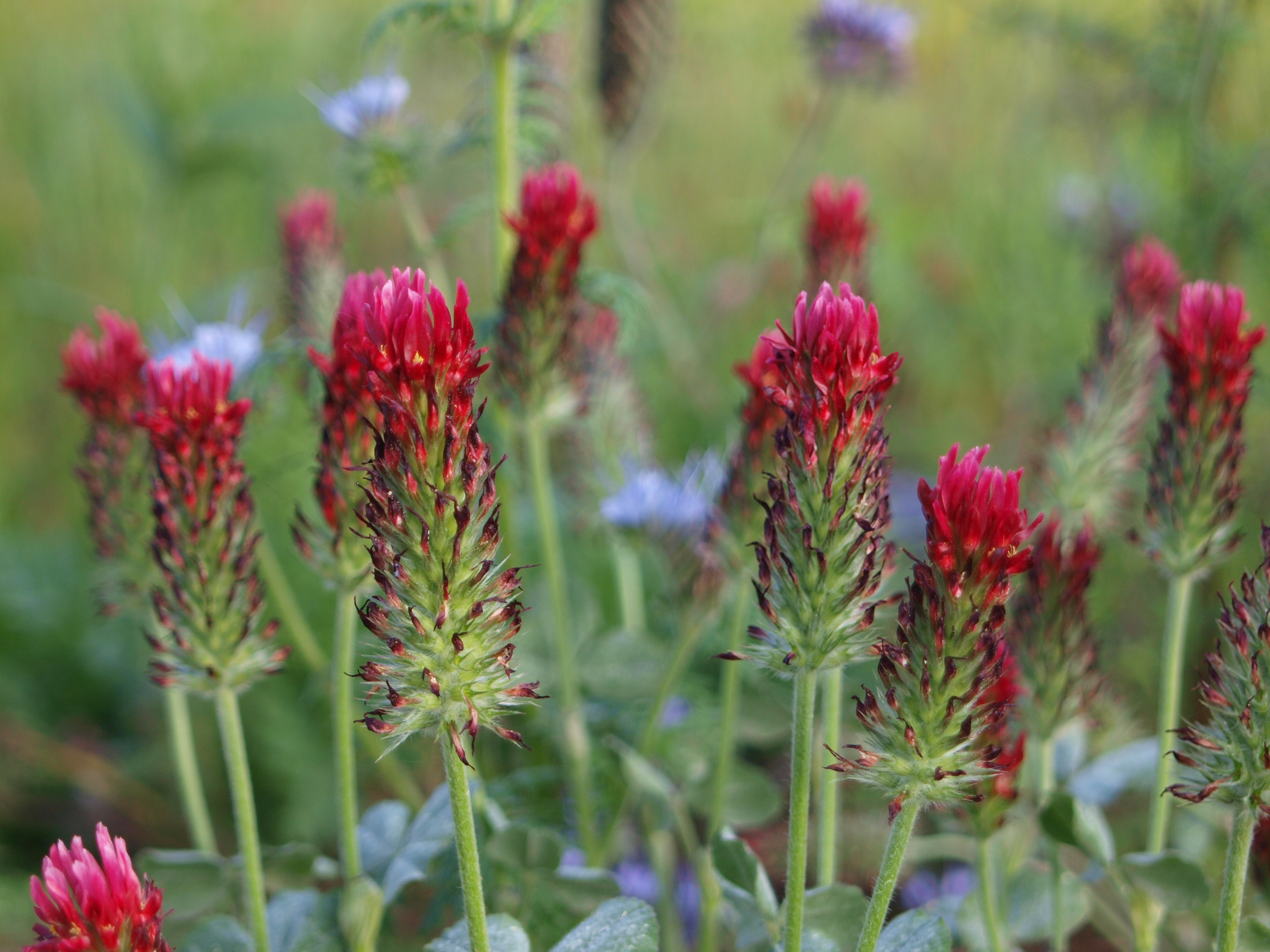 Wer kennt den Namen dieser Wiesenblume? (Pflanzen, Blumen, Botanik)